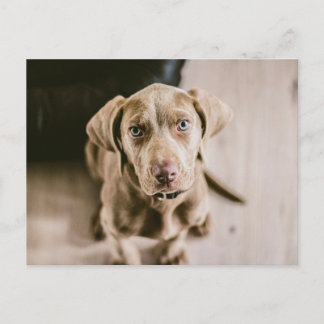 Dog portrait postcard