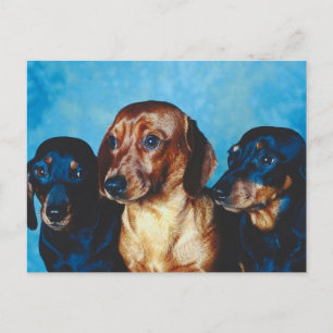 Dog Portrait Postcard