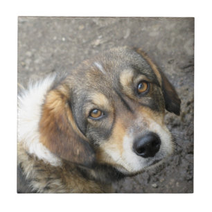 Dog portrait tile