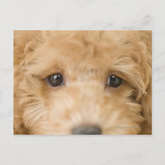 Dog Postcard