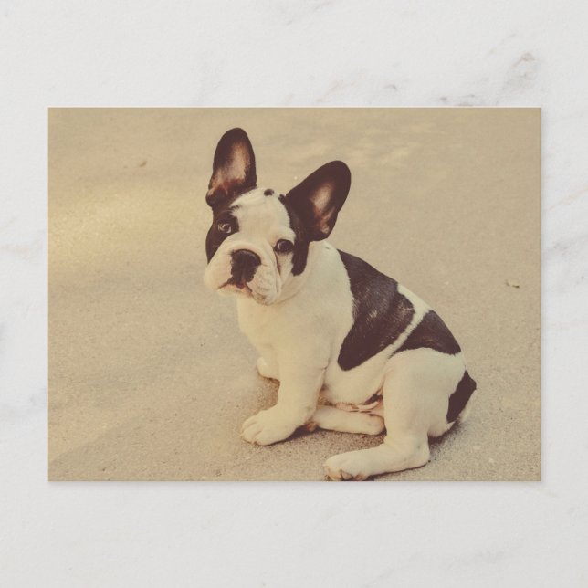 Dog Postcard (Front)