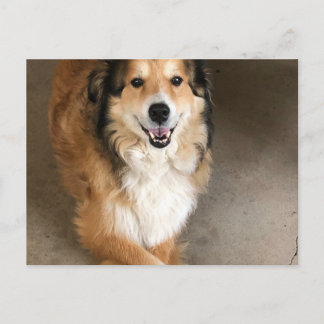 Dog Postcard