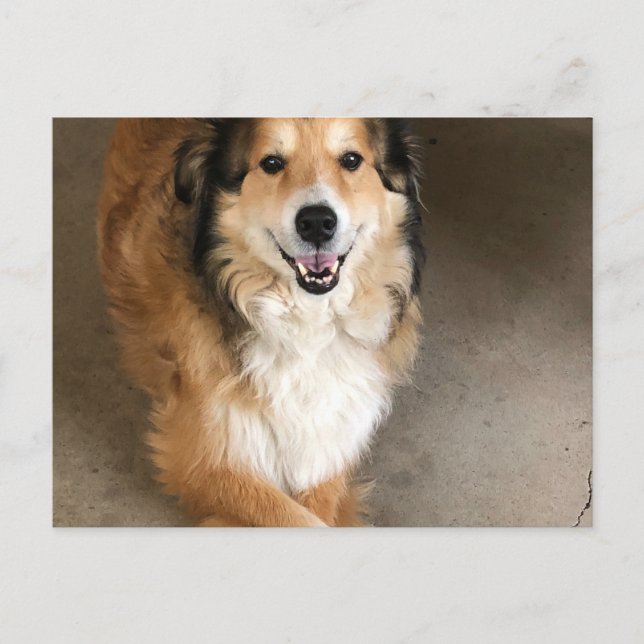 Dog Postcard (Front)