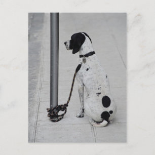 Dog Postcard