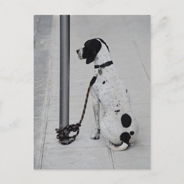 Dog Postcard (Front)