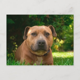 Dog Postcard
