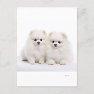 dog postcards