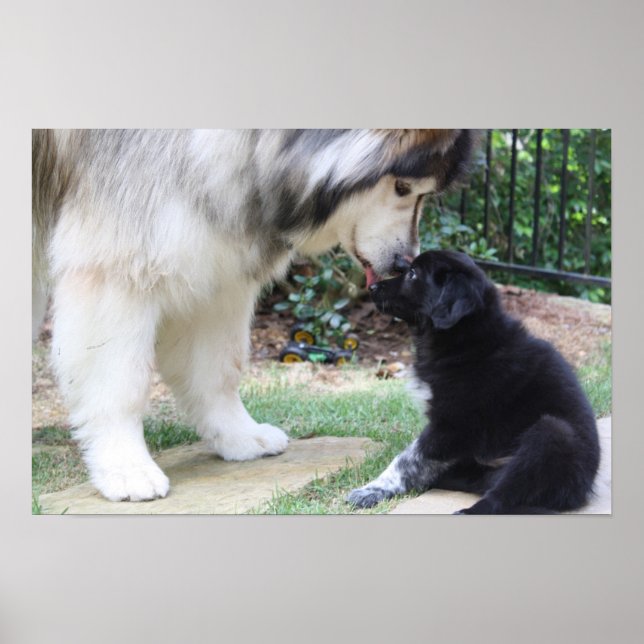 Dog Poster (Front)