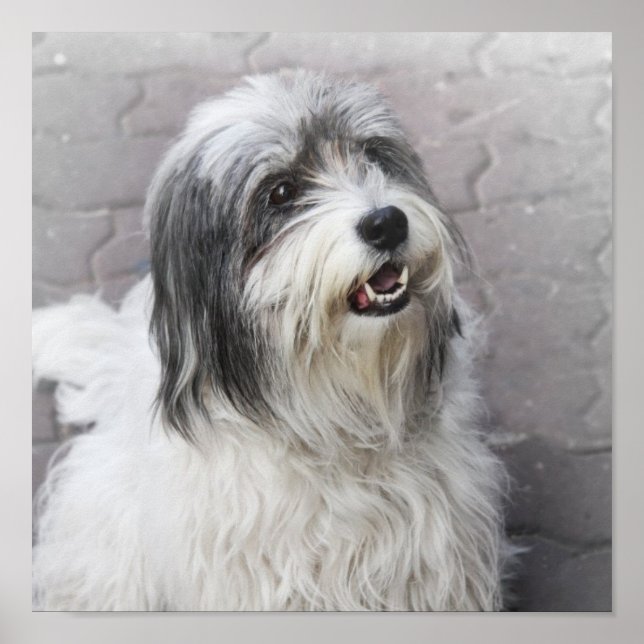 Dog Poster (Front)