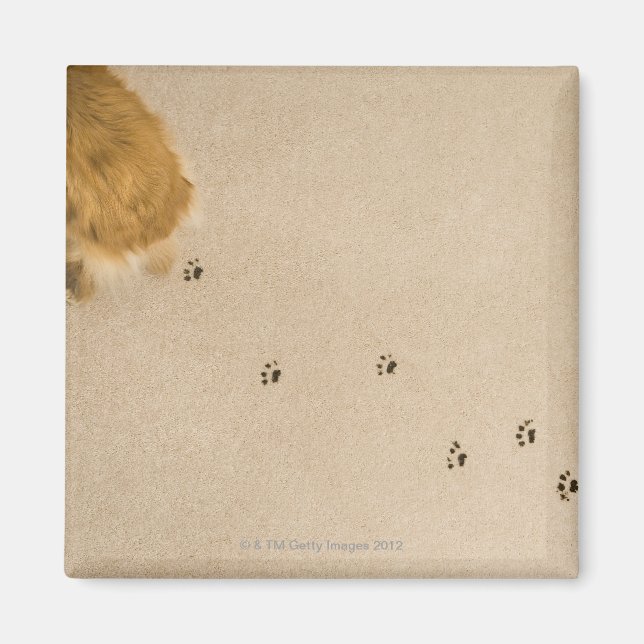 Dog Prints on Carpet Magnet (Front)
