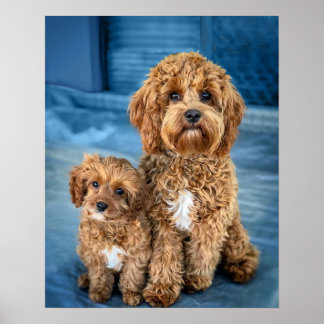Dog Puppy Adorable Poster