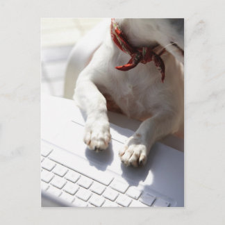 Dog putting his hands on a laptop postcard