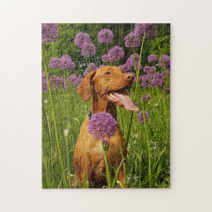 Dog Puzzles Animal Pic Cute Sad Puppy Puppy Photog