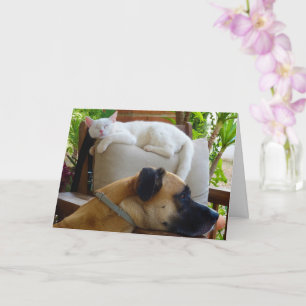 Dog Resting in Chair with White Kitten Card