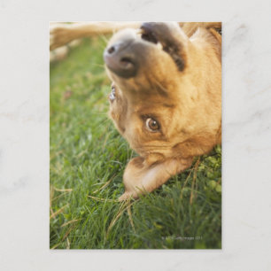 Dog rolling on back postcard