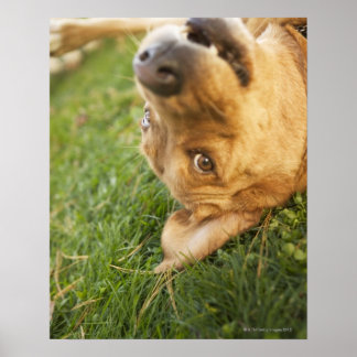 Dog rolling on back poster