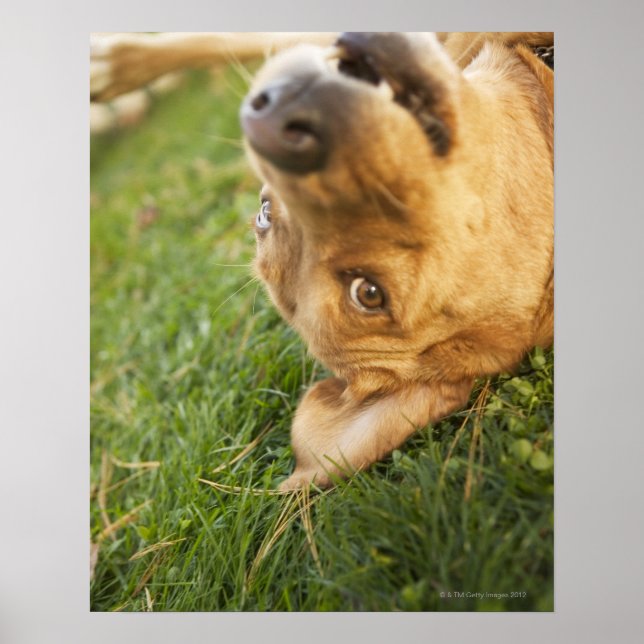 Dog rolling on back poster (Front)