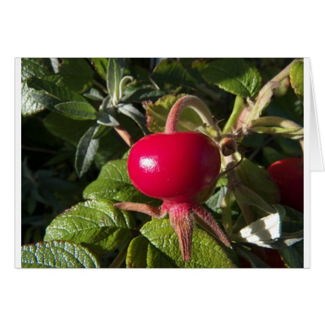 Dog Rose of the hedge (Front Horizontal)