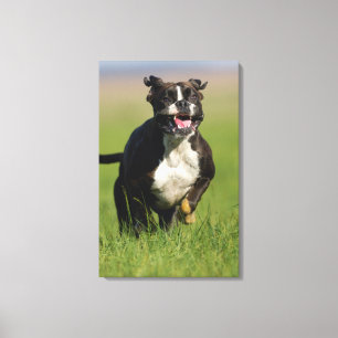 Dog Running 2 Canvas Print