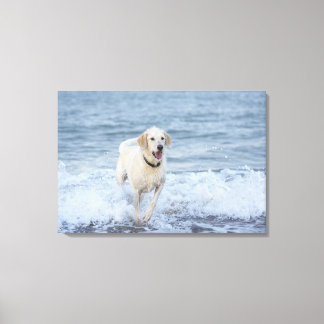 Dog running in water at beach. canvas print