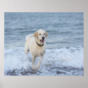 Dog running in water at beach. poster