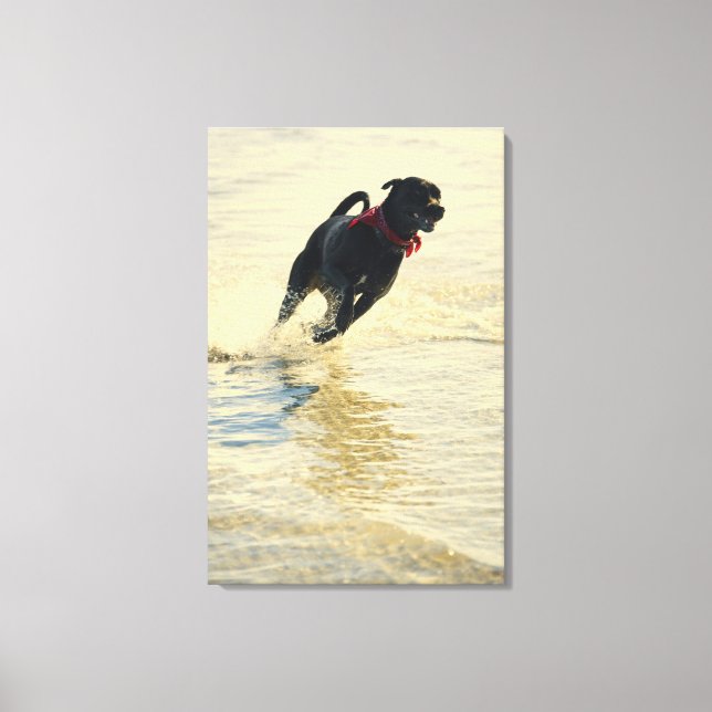 Dog running in water canvas print (Front)
