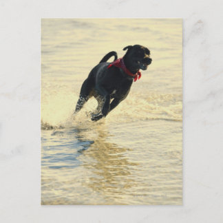 Dog running in water postcard