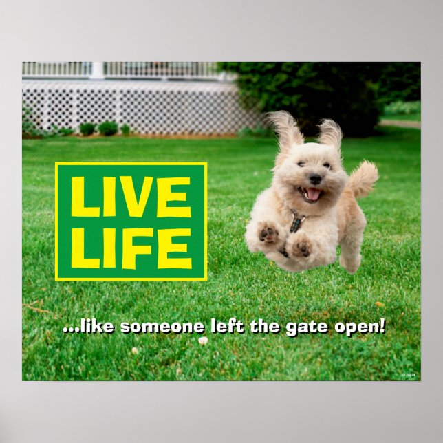 Dog Running In Yard Poster (Front)