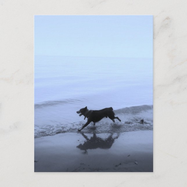 Dog Running on Beach Postcard (Front)