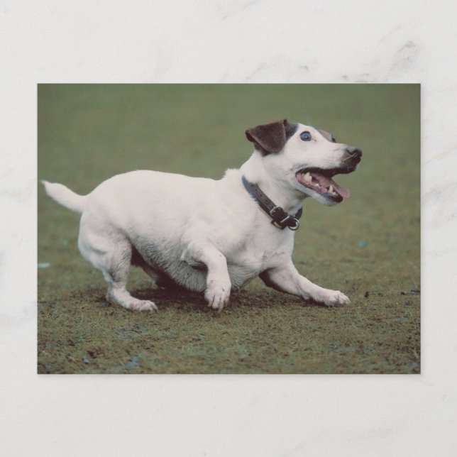 Dog Running Postcard (Front)