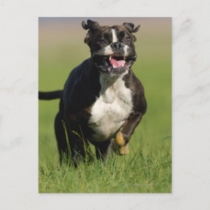 Dog Running Postcard
