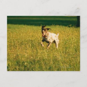 Dog running through grass postcard