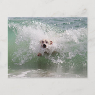 Dog Running through Ocean Wave, Surf, Beach Postcard