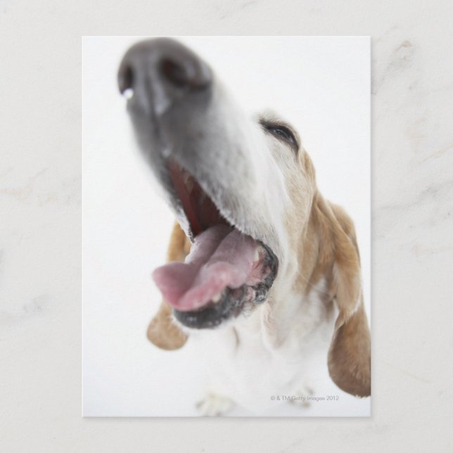 Dog 's nose,close-up postcard (Front)