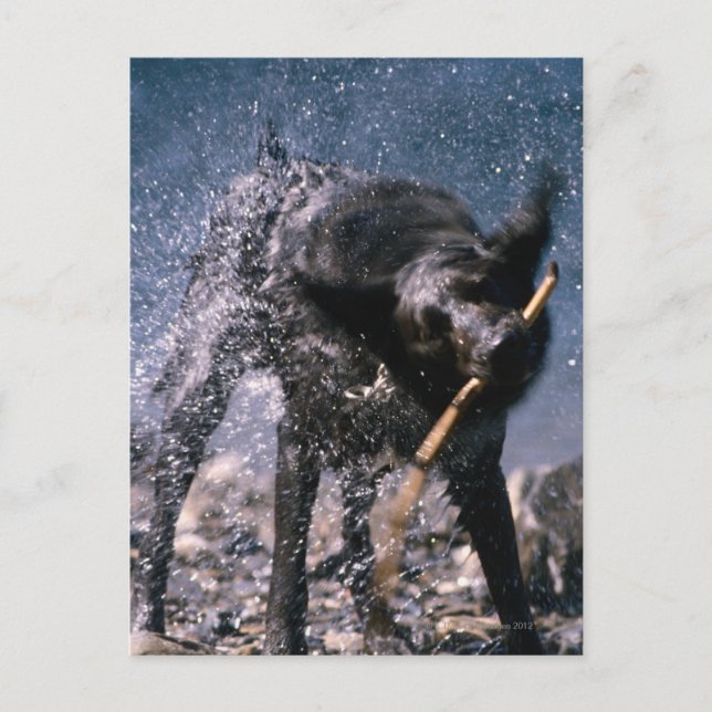 Dog Shaking Water from His Coat Postcard (Front)