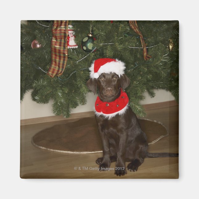 Dog sitting by a Christmas tree Magnet (Front)