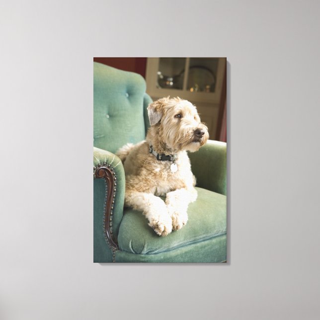 Dog sitting in armchair canvas print (Front)