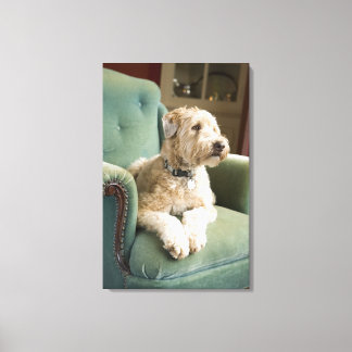 Dog sitting in armchair canvas print