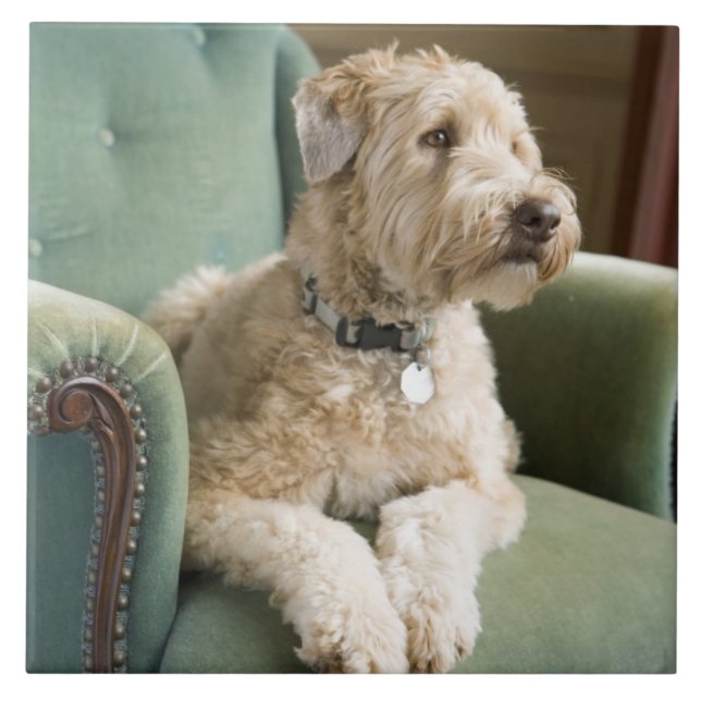 Dog sitting in armchair tile (Front)
