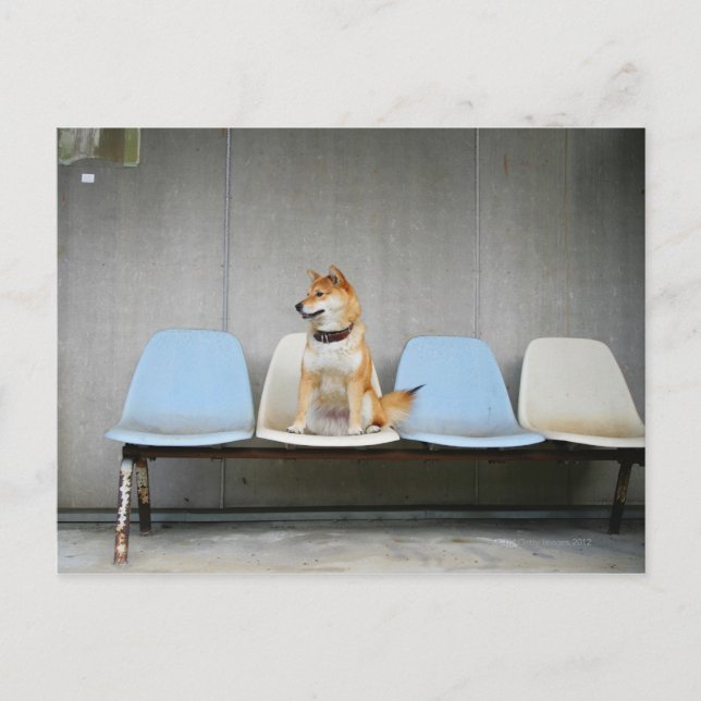 Dog sitting on bench postcard (Front)