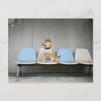 Dog sitting on bench postcard