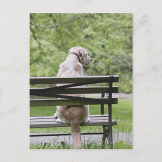 Dog sitting on park bench postcard