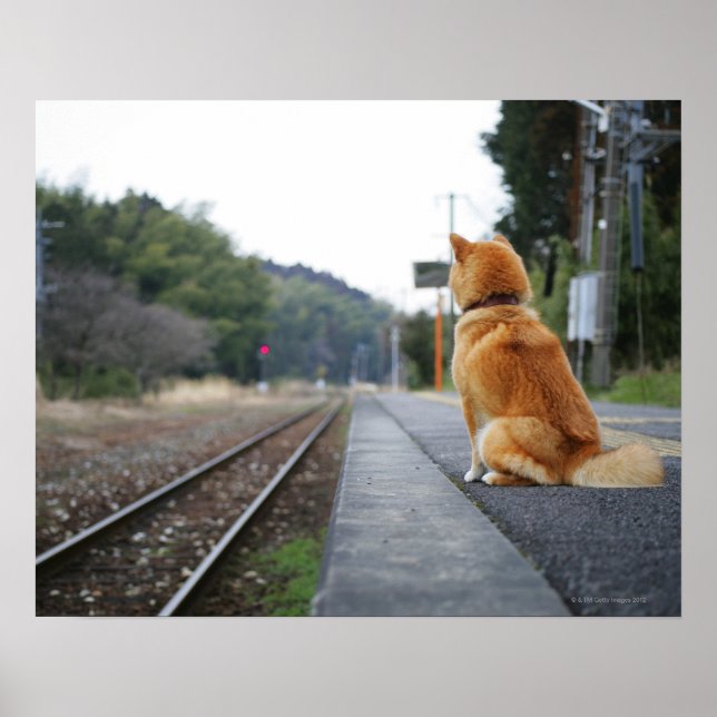 Dog sitting on train station poster (Front)
