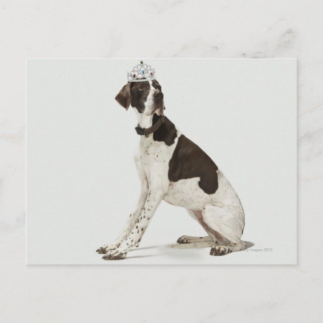 Dog sitting with a tiara on head postcard (Front)