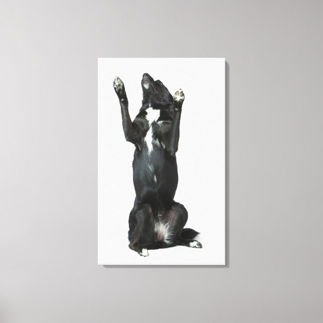 Dog sitting with paws up canvas print (Front)