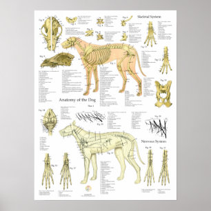 Dog Skeletal Nerves Anatomy Chart