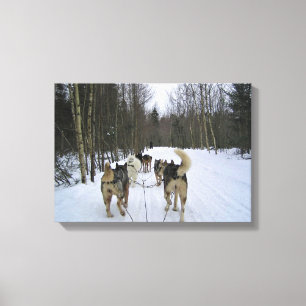 Dog Sledding in Quebec, Canada Canvas Print