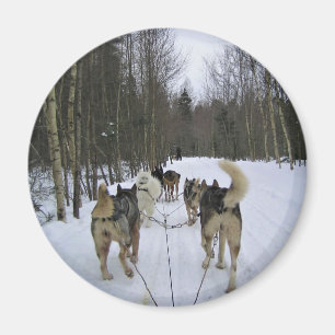 Dog Sledding in Quebec, Canada Magnet
