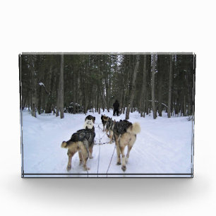 Dog Sledding in Quebec, Canada Photo Block
