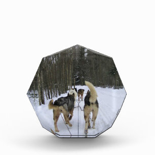 Dog Sledding in Quebec, Canada Photo Block